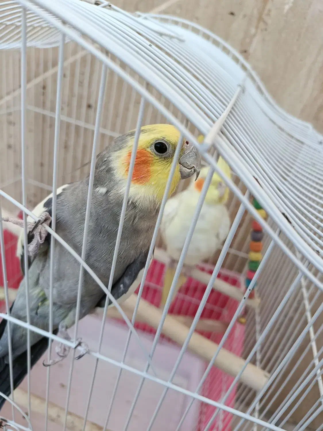 عروس هلندی|پرنده|آباده, |دیوار