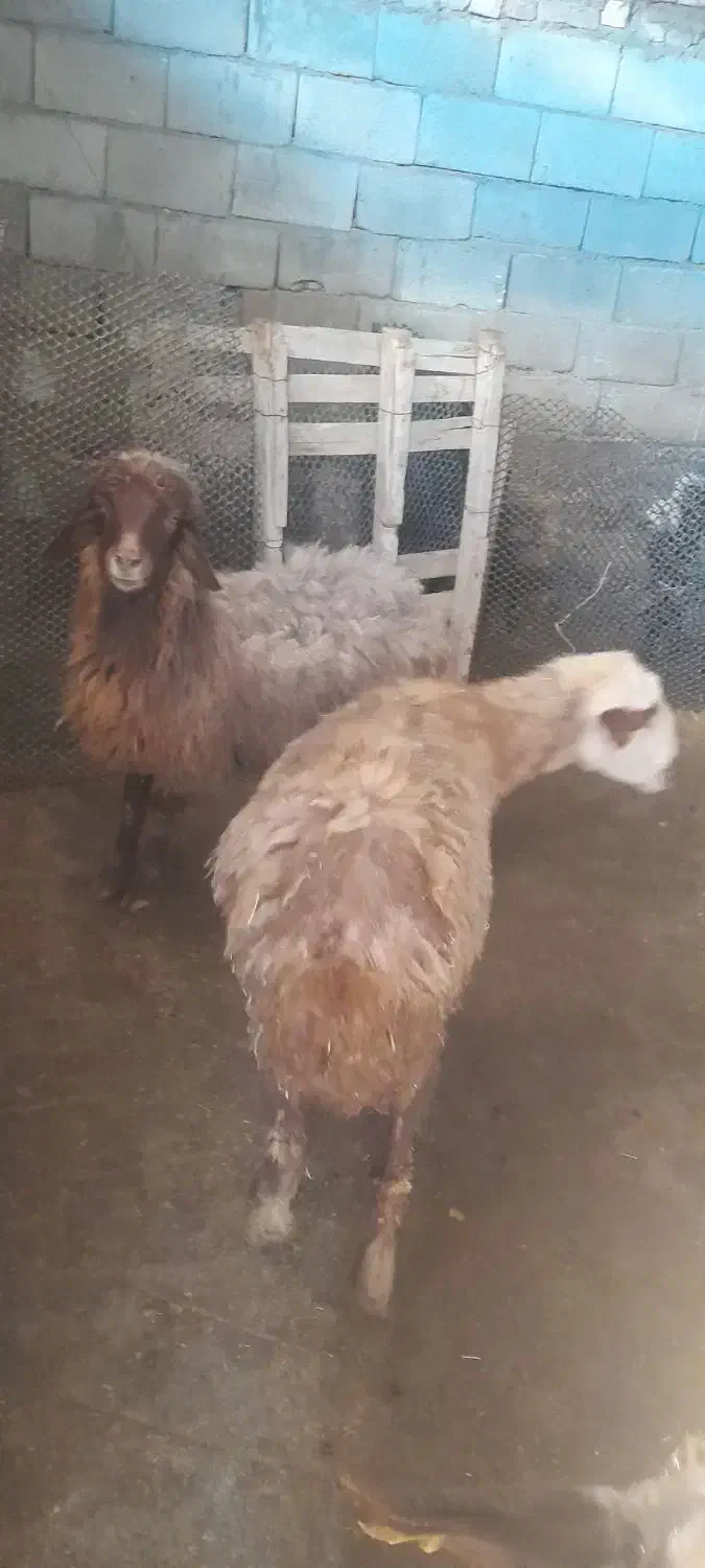 میش و بره|حیوانات مزرعه|زاغه, |دیوار