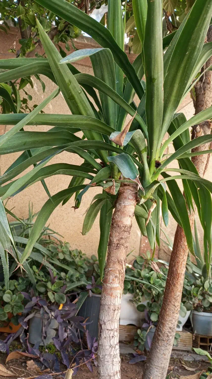 گل یوکا|گل و گیاه طبیعی|شیراز, احمدی جنوبی|دیوار