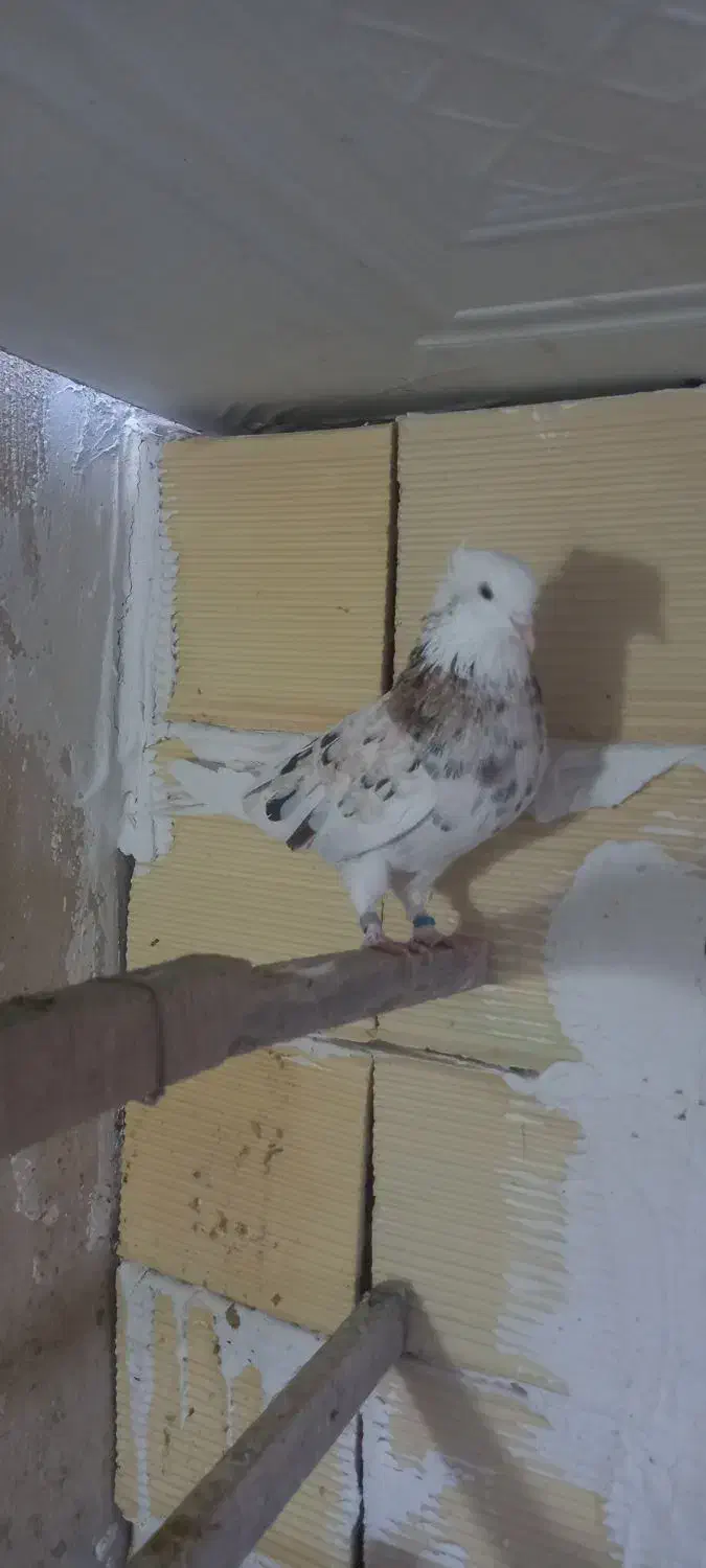 ۳ تا کفتر عطیقه|پرنده|شهریار, شهریار|دیوار