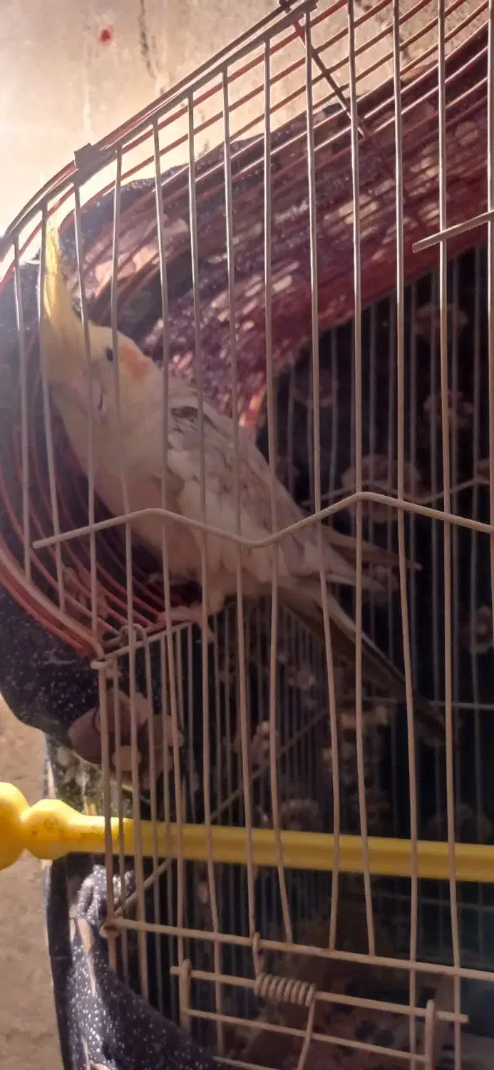 عروس هلندی|پرنده|هریس, |دیوار