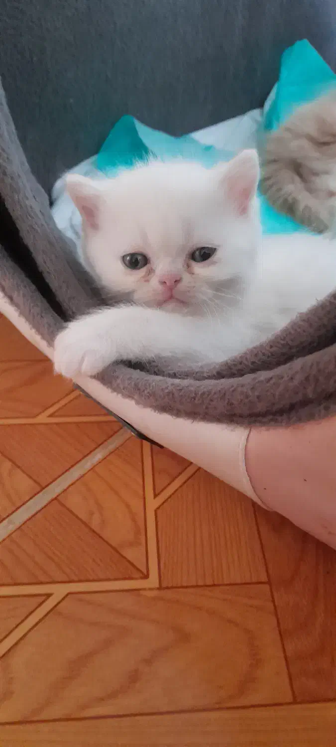 گربه ی پرشین|گربه|رشت, هلال احمر|دیوار