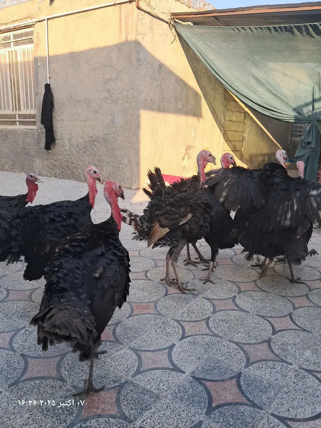 بوقلمون|پرنده|دهدشت, |دیوار