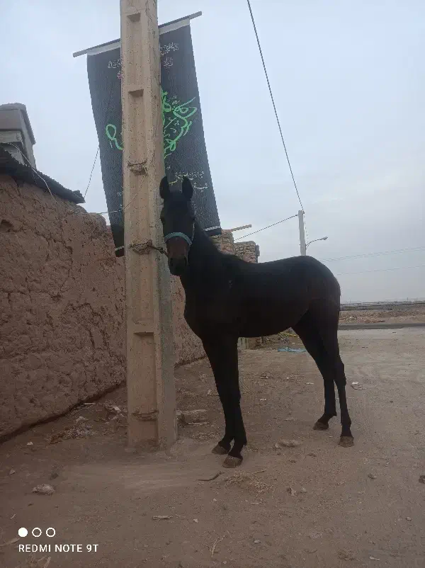 کره مادیون|اسب و تجهیزات اسب‌سواری|آران و بیدگل, |دیوار