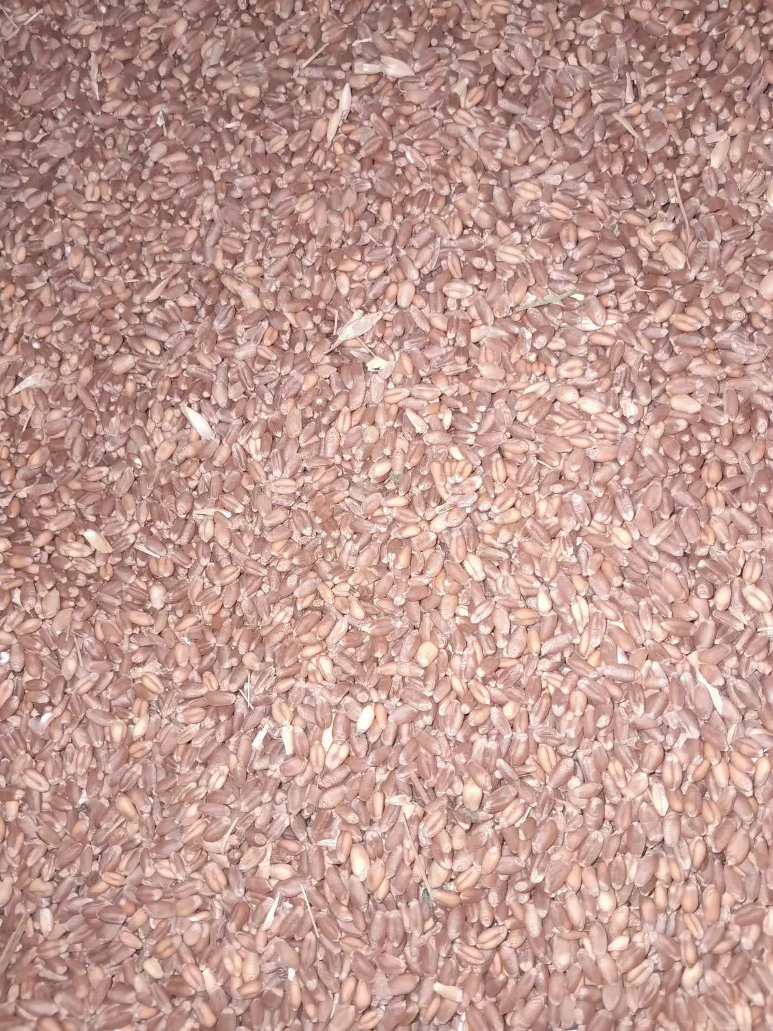 گندم دیم وابی|خدمات باغبانی و درختکاری|قوچان, |دیوار