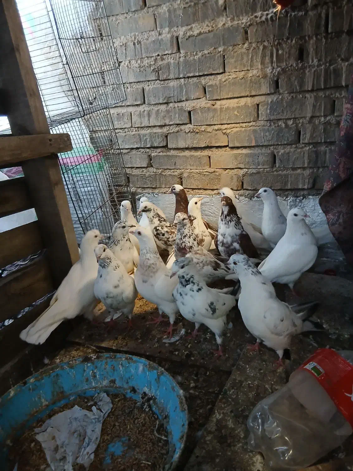 کبوتر|پرنده|تهران, صادقیه|دیوار