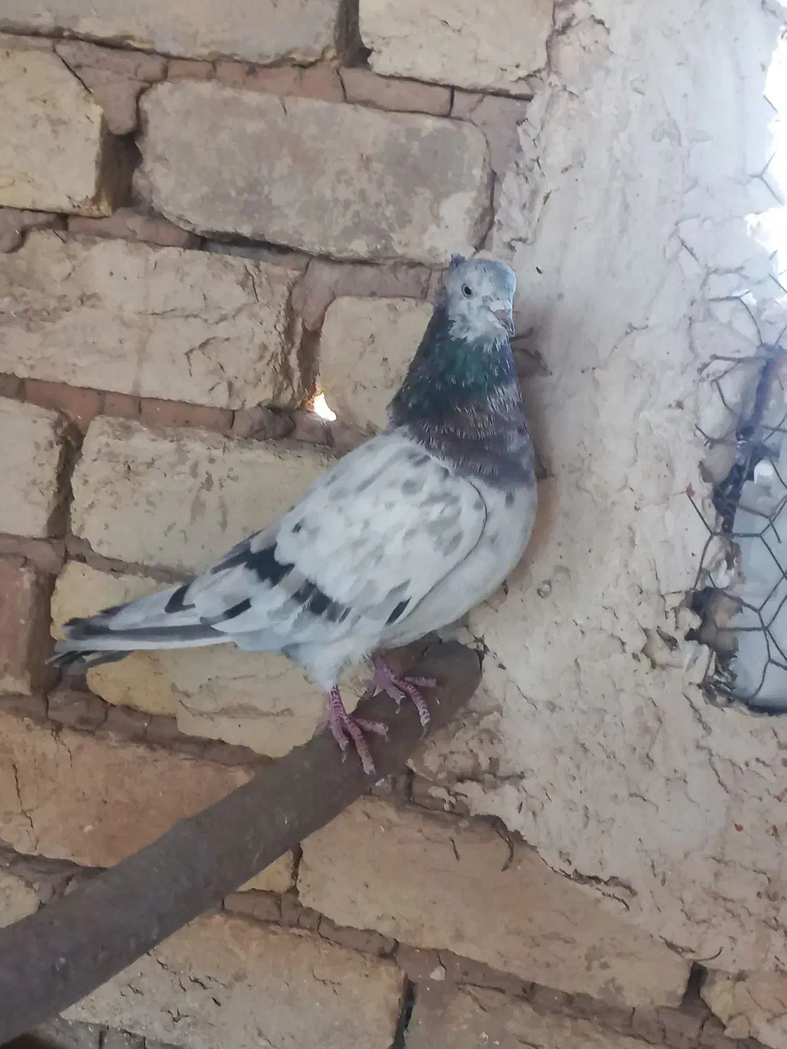 سرورآتشی|پرنده|قم, نیروگاه|دیوار