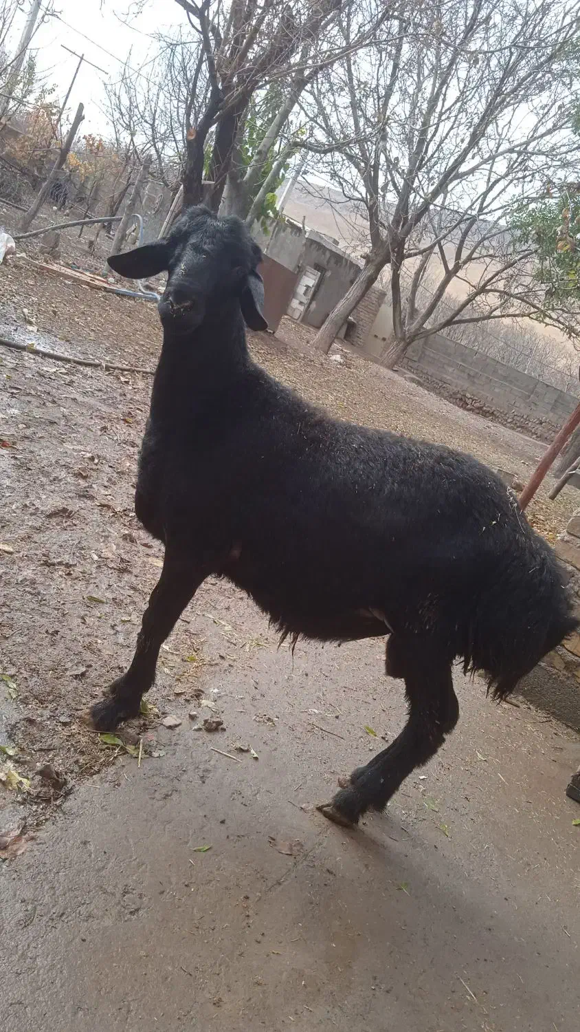 بره قوچ قره قزل|حیوانات مزرعه|قیدار, |دیوار