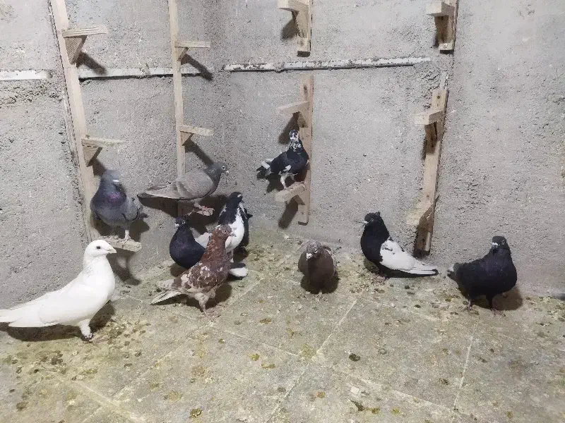 کفتر|پرنده|شیراز, شهرک کوشکک|دیوار