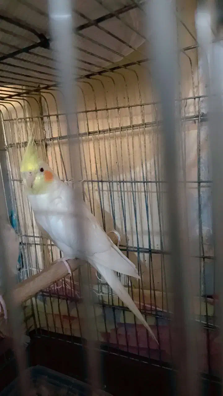 عروس هلندی جوان ۴ کلمه صحبت میکنه|پرنده|بندر امام خمینی, |دیوار