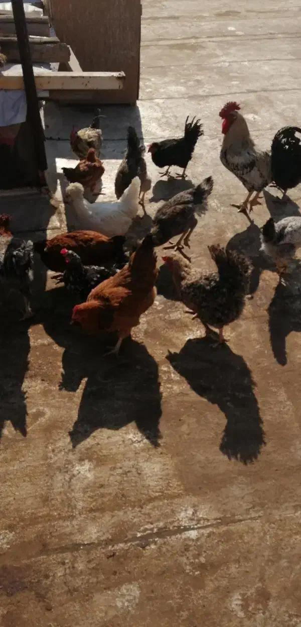 فروش مرغ جوان تخمگذار|حیوانات مزرعه|لنجان, |دیوار