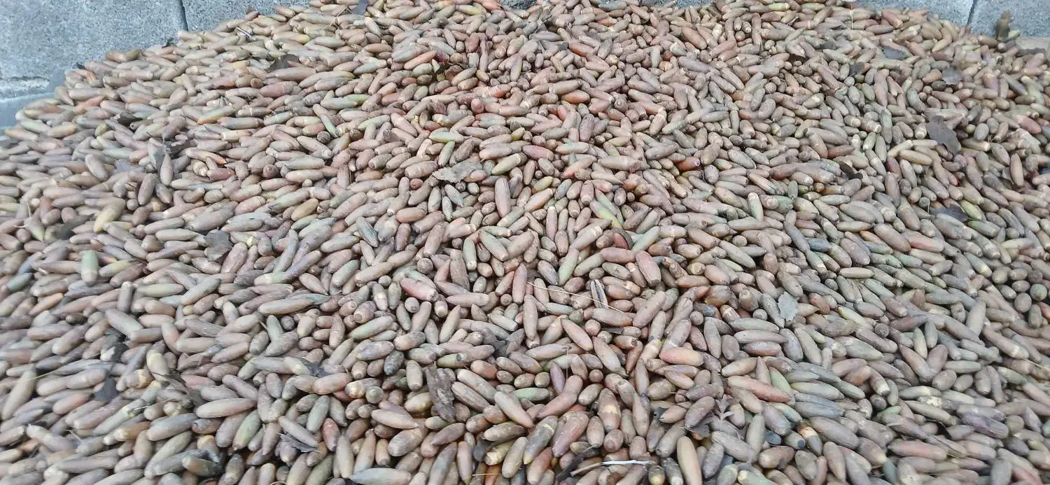 بلوط|عمده‌فروشی|سیوان, |دیوار