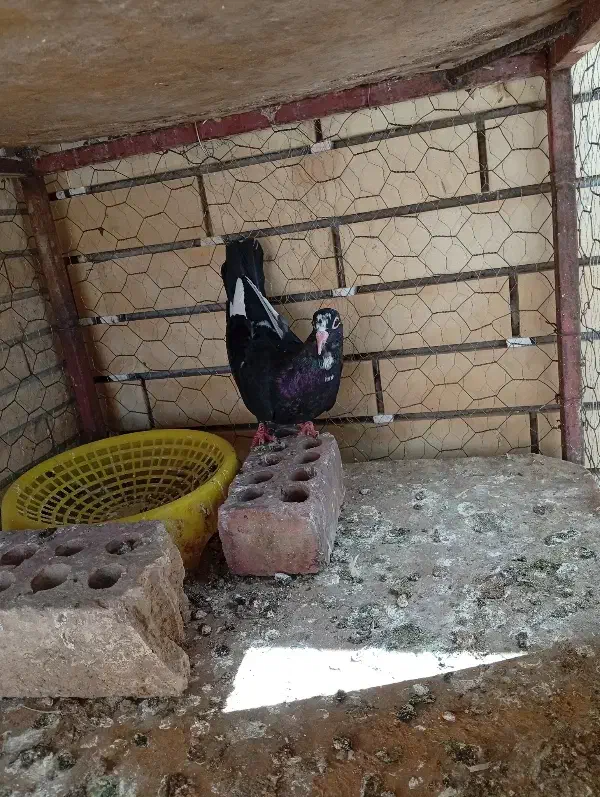 ماده پلنگ خوشگل|پرنده|زرند, |دیوار