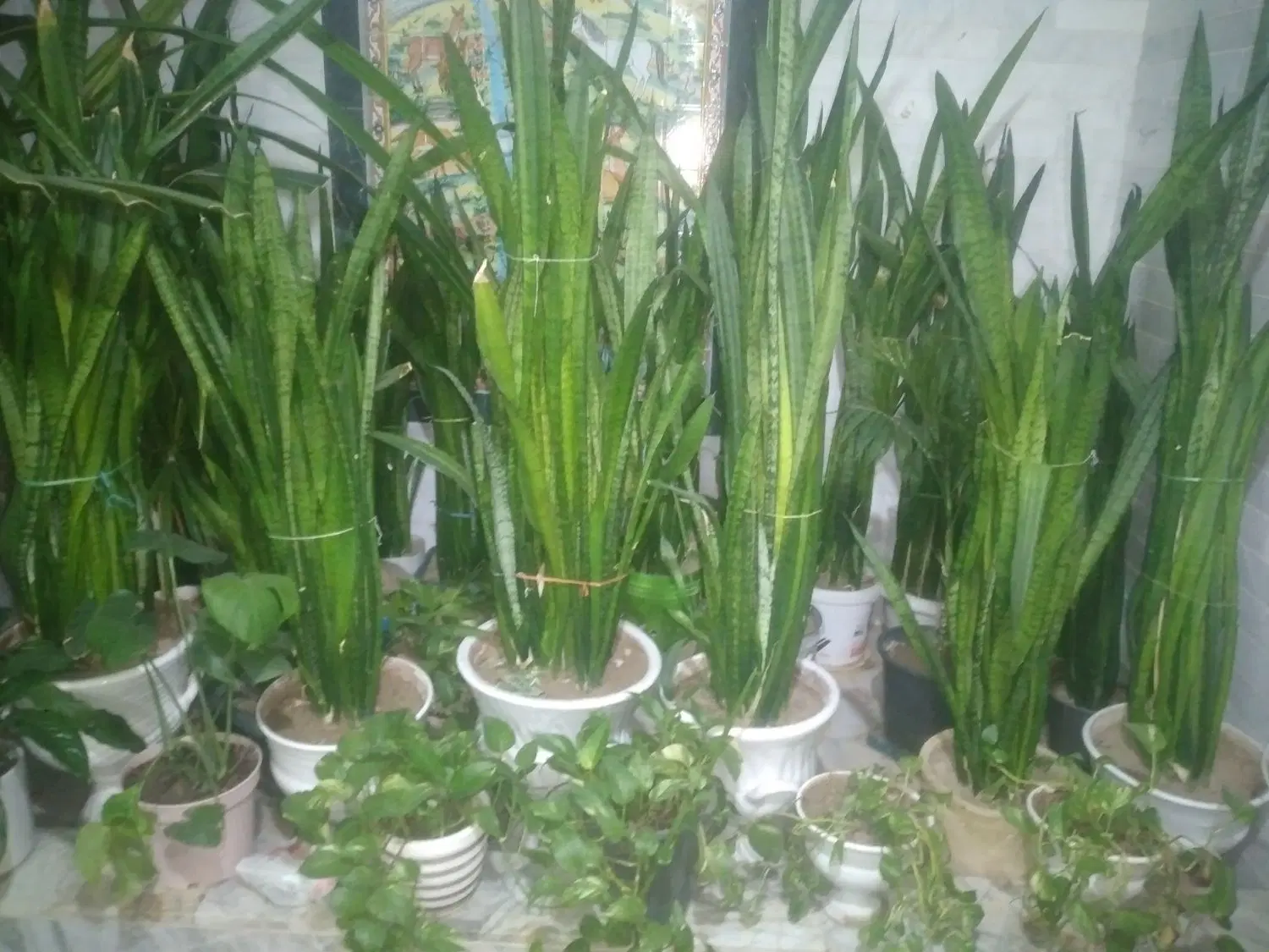 گل و گیاه|گل و گیاه طبیعی|خورموج, |دیوار