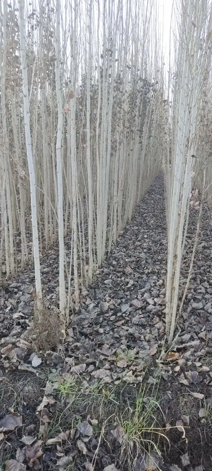 -نهــال صـنوبر ترک|حراج|ساری, |دیوار