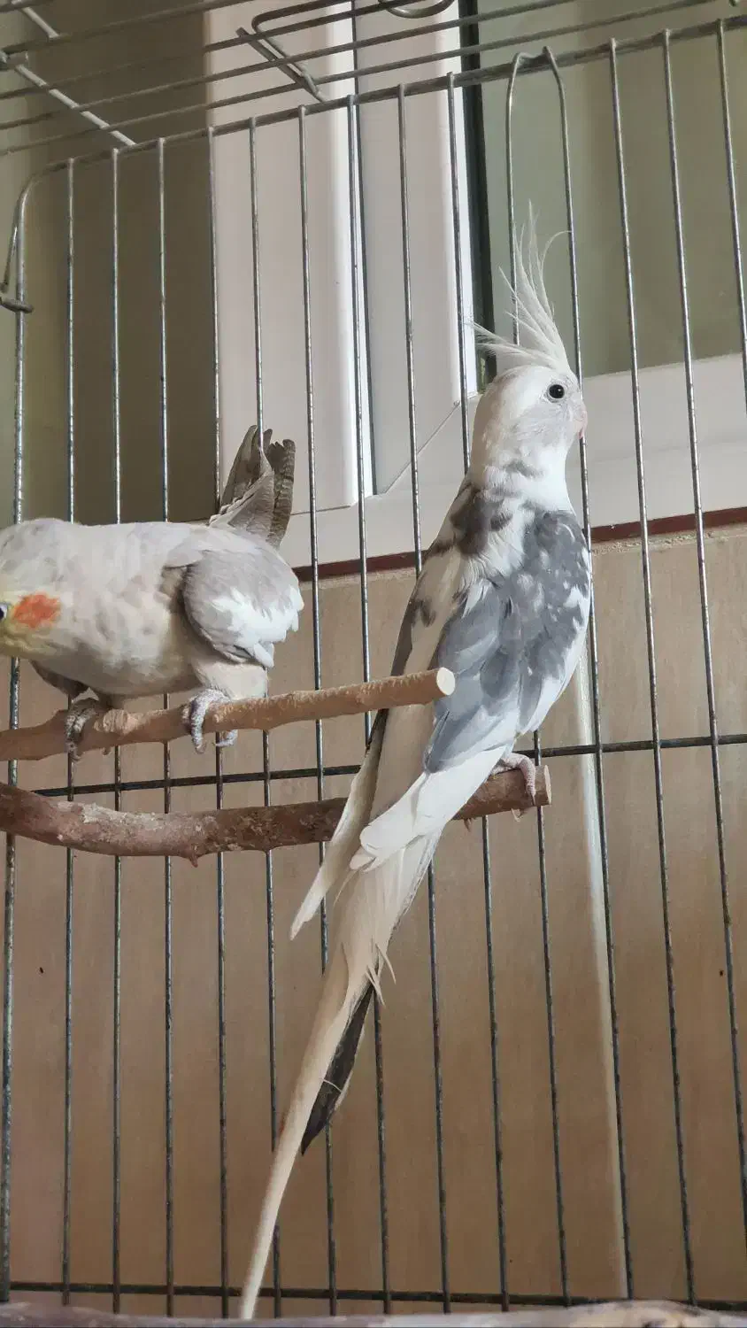 عروس هلندی|پرنده|قم, بنیاد|دیوار