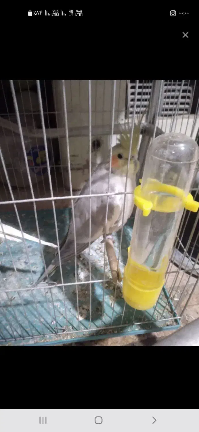 عروس هلندی ماده|پرنده|کوهدشت, |دیوار