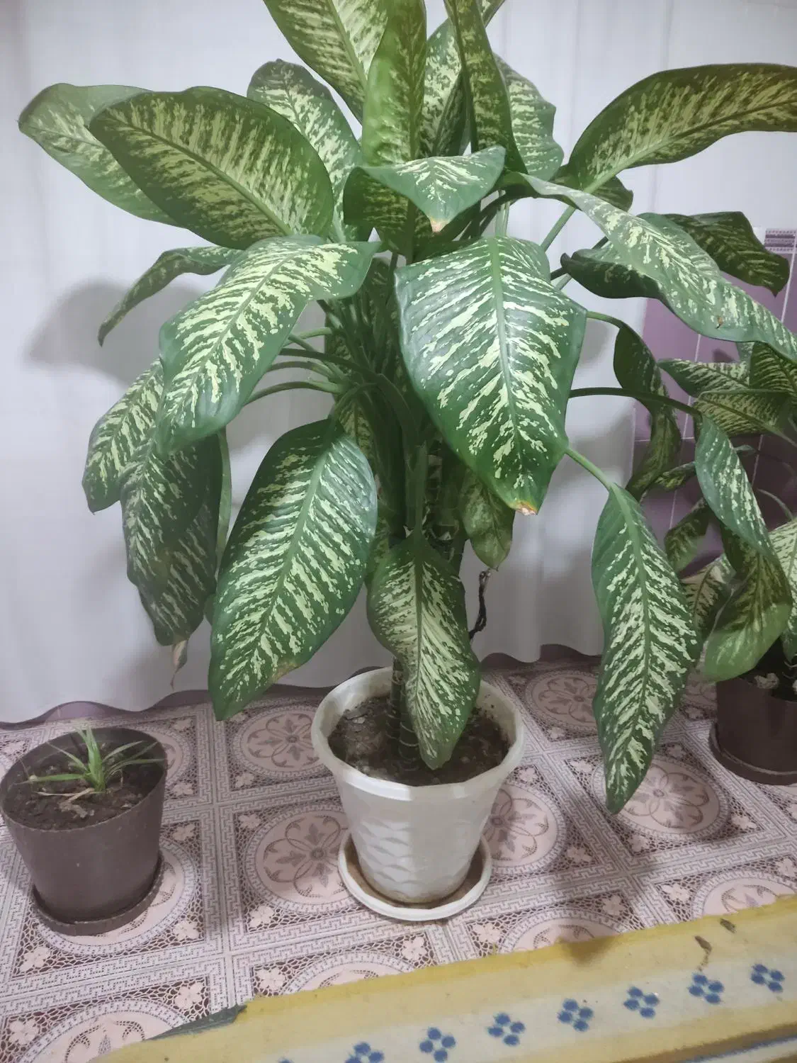 گل دیفن|گل و گیاه طبیعی|یاسوج, |دیوار