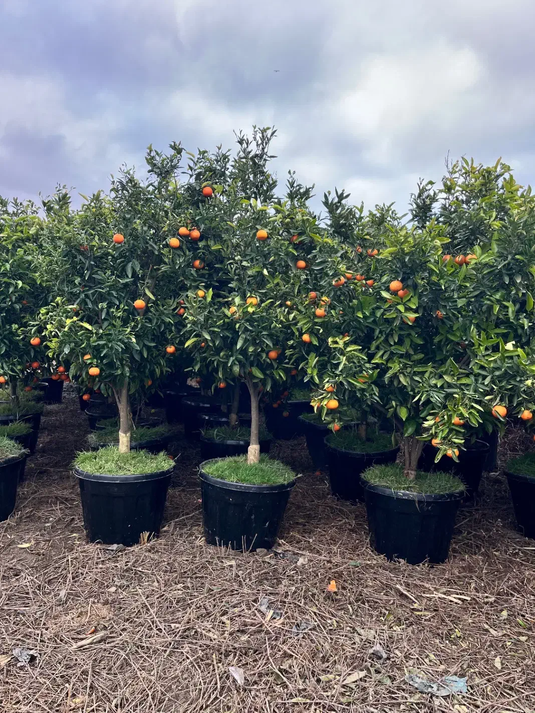 گیاهان اپارتمانی لوکس و مقاوم|گل و گیاه طبیعی|کن, |دیوار