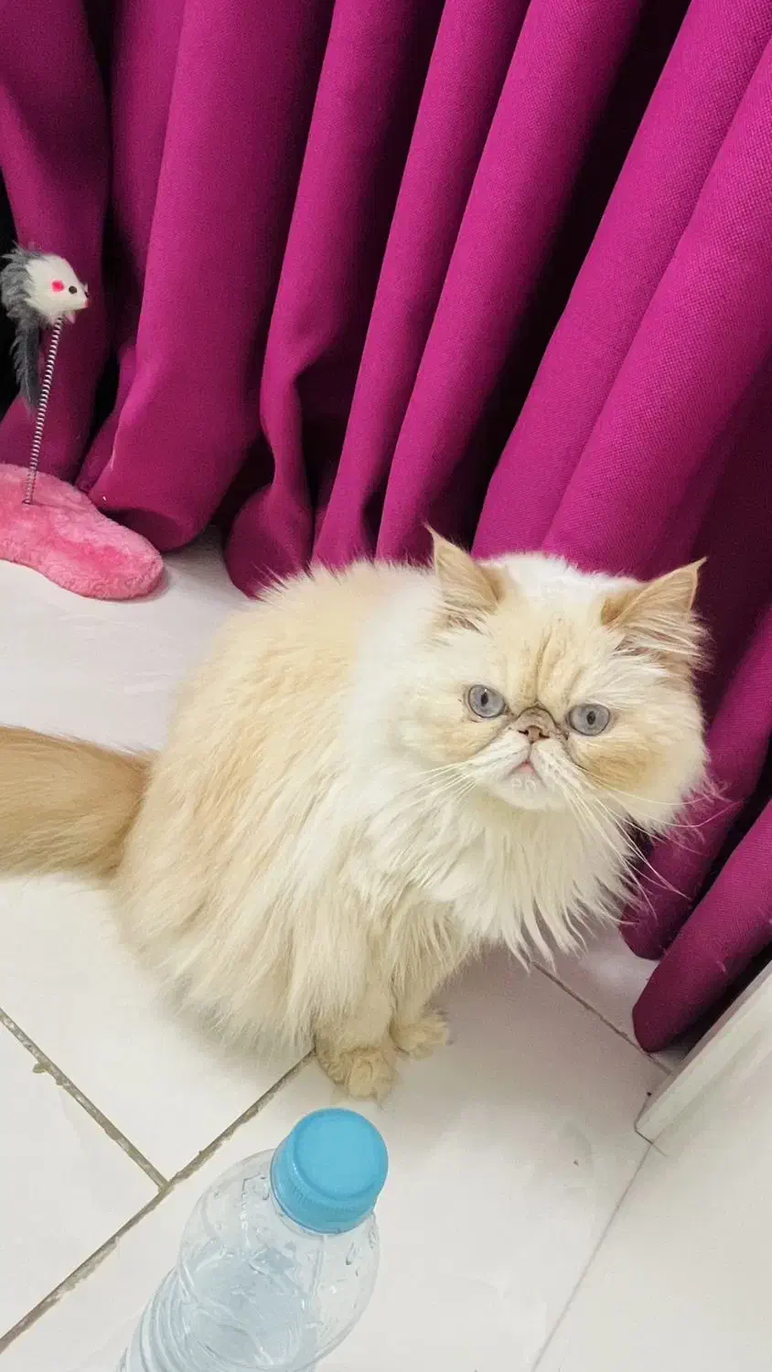 پرشین سوپرفلت ماده|گربه|گرگان, |دیوار