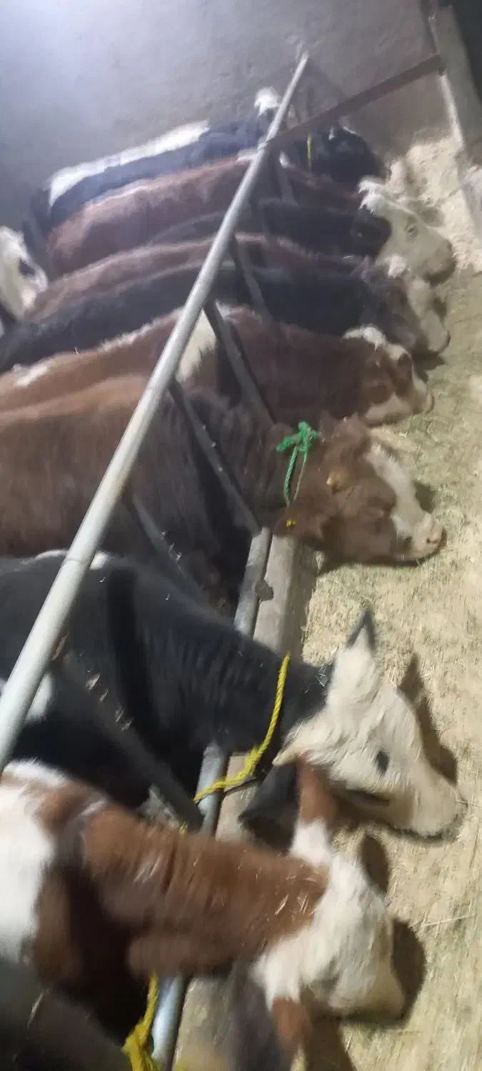 فروش گوساله های درجه یک پرواری درهمه وزن|حیوانات مزرعه|فرمهین, |دیوار