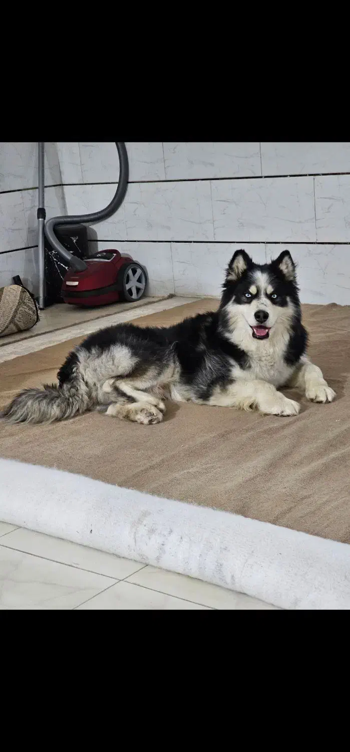 سگ هاسکی نرگمشده|حیوانات|شیراز, شهرک برق|دیوار