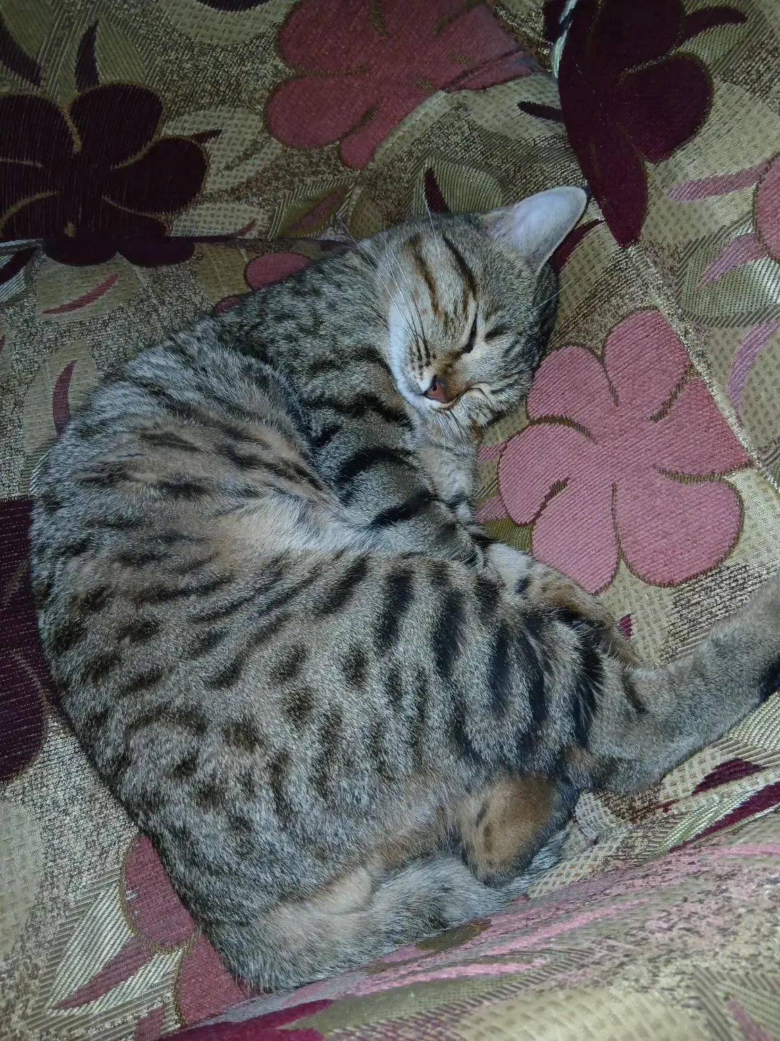 واگذاری گربه نر|گربه|سنندج, |دیوار