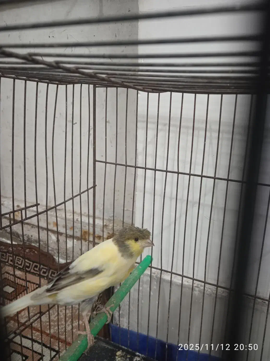 سلام یک عدد قناری ماده ویک عروس هلندی|پرنده|مشهد, شهرک امام هادی (شهرک غرب)|دیوار