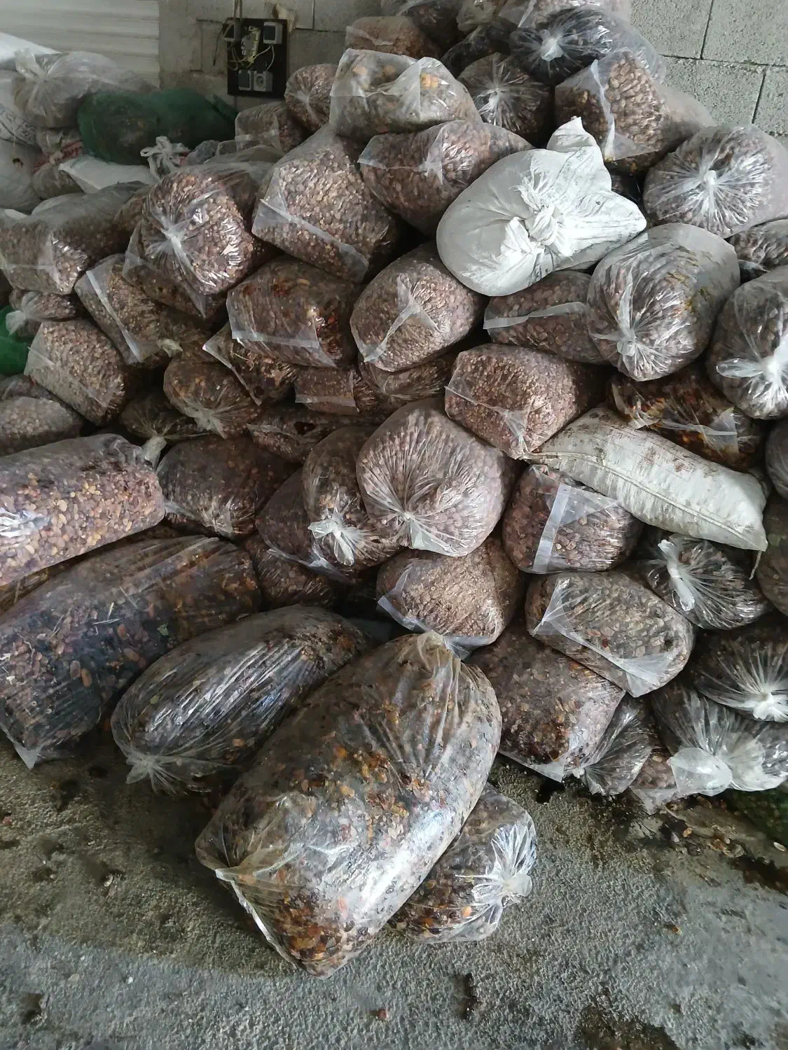 ضایعات  خرما وخرما زاهدی|خوردنی و آشامیدنی|شیراز, ریاستی|دیوار