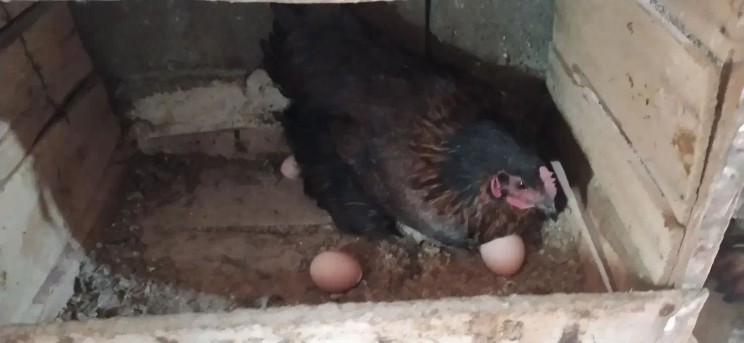 فروش برغ بومی برای تخم گذاری و کشتار|حیوانات مزرعه|بوئین و میاندشت, |دیوار