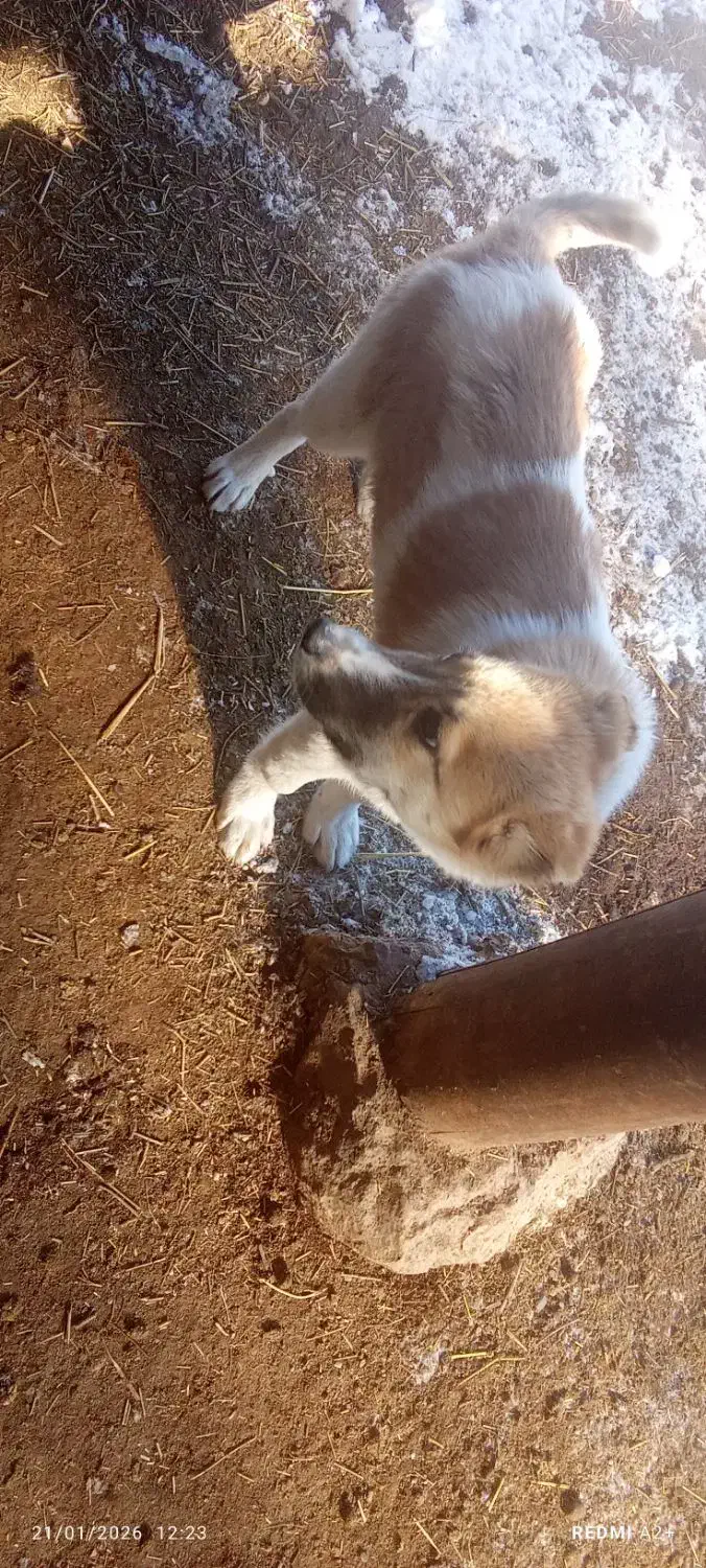 توله نر|سگ|سیلوانه, |دیوار