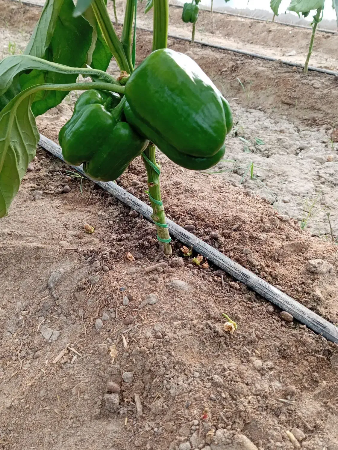 فلفل دلمه شیرین|خوردنی و آشامیدنی|هامون, |دیوار