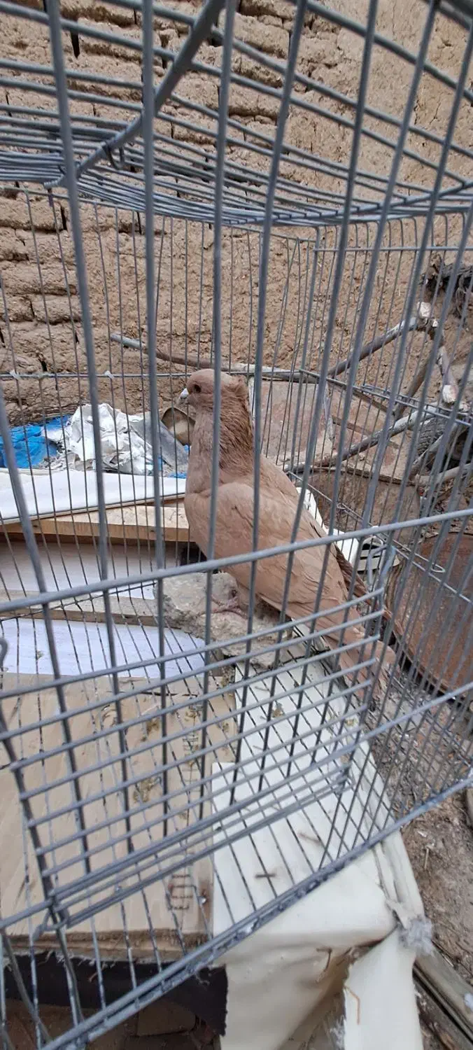 کبوتر زرد|پرنده|مبارکه, |دیوار