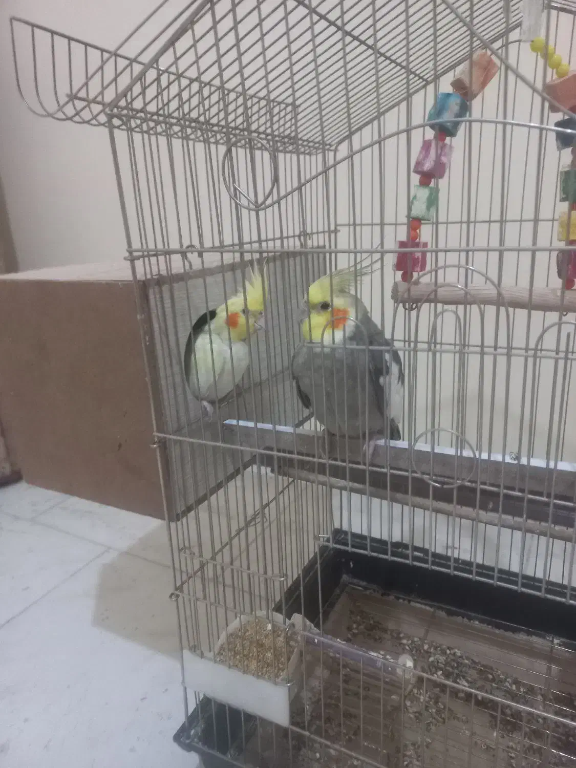 عروس هلندی ۲ جفت۲۰۰۰۰۰۰ بیدونی قفس|پرنده|پردیس, فاز ۱۱|دیوار