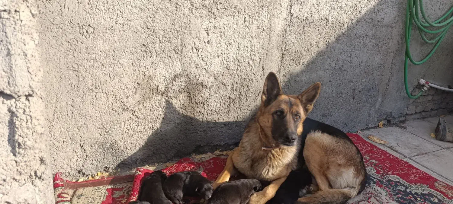 توله سگ ژرمن،پدر مادر وارداتی|سگ|آبیک, |دیوار