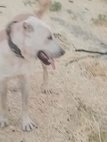 گم شدن سگ|حیوانات|ششطراز, |دیوار