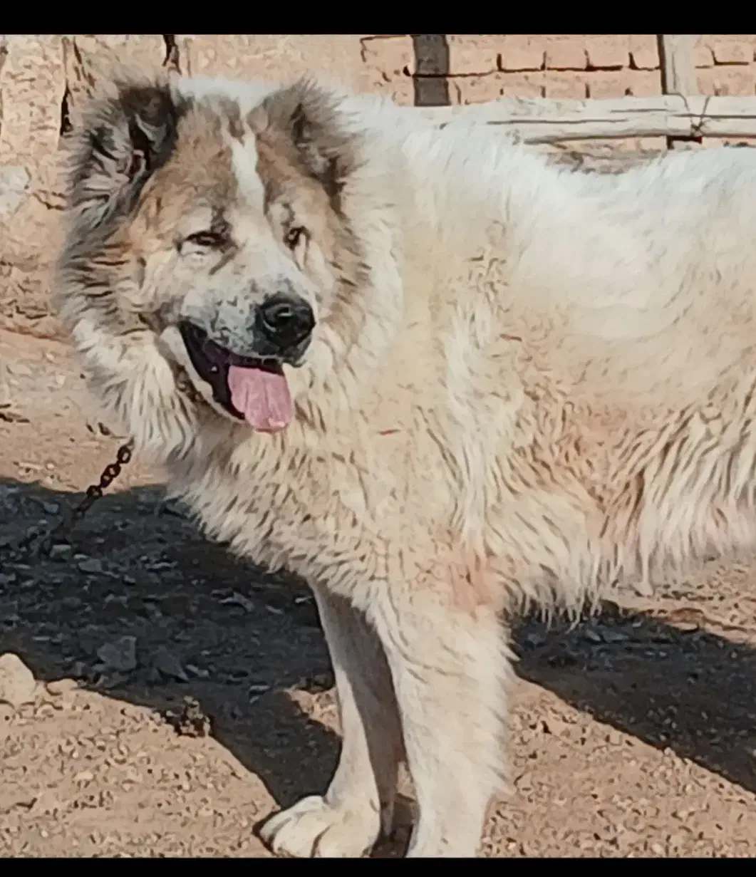 سگ قدرجونی بزرگ|سگ|تهران, بوستان ولایت|دیوار