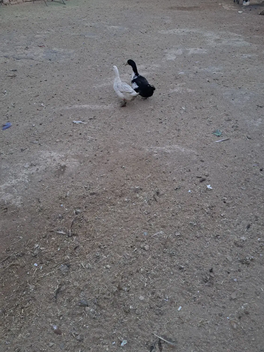 اردک فروشی|پرنده|ساروق, |دیوار