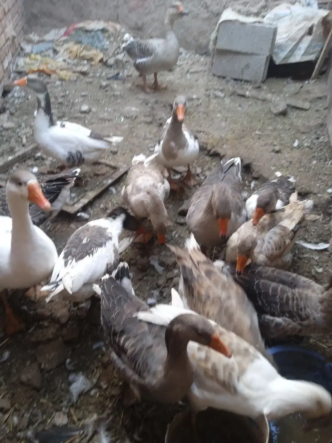 قوغاز وغازفروشی|حیوانات مزرعه|شوط, |دیوار