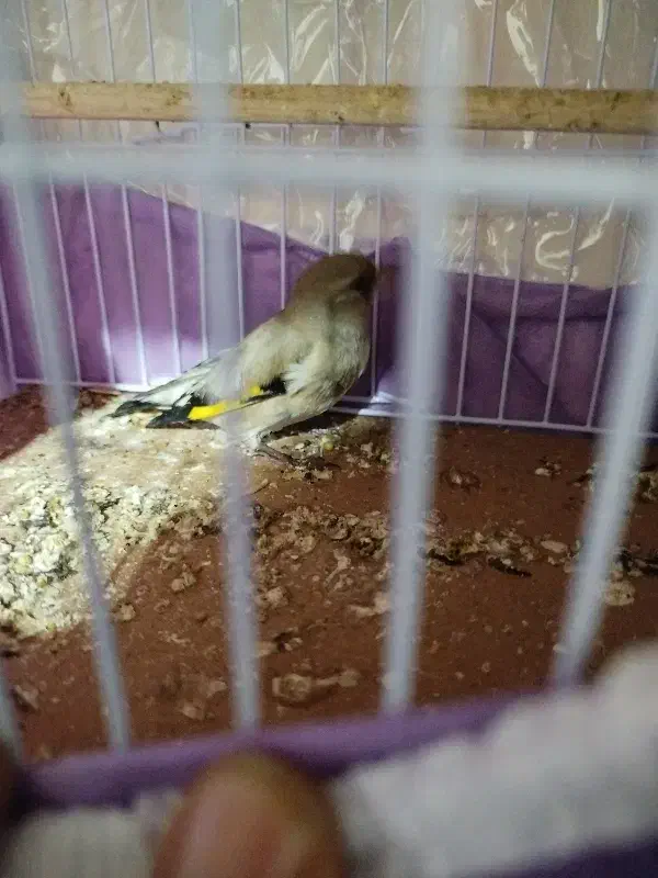 سهره قناری|پرنده|مشهد, کارگران|دیوار