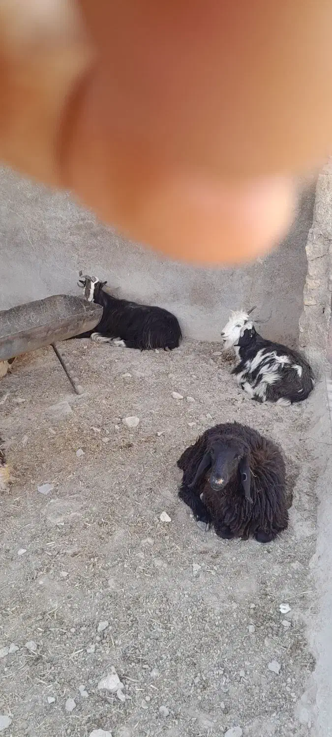 بره|حیوانات مزرعه|زرقان, |دیوار