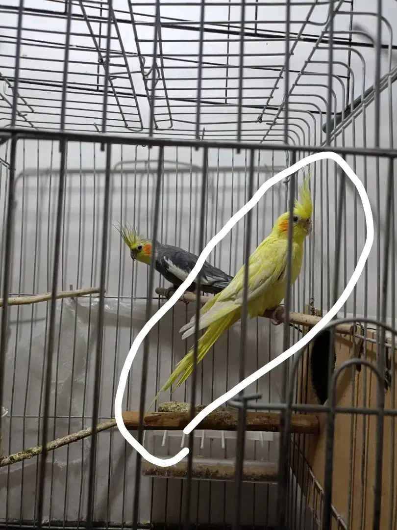 عروس پاریس|پرنده|سوسنگرد, |دیوار