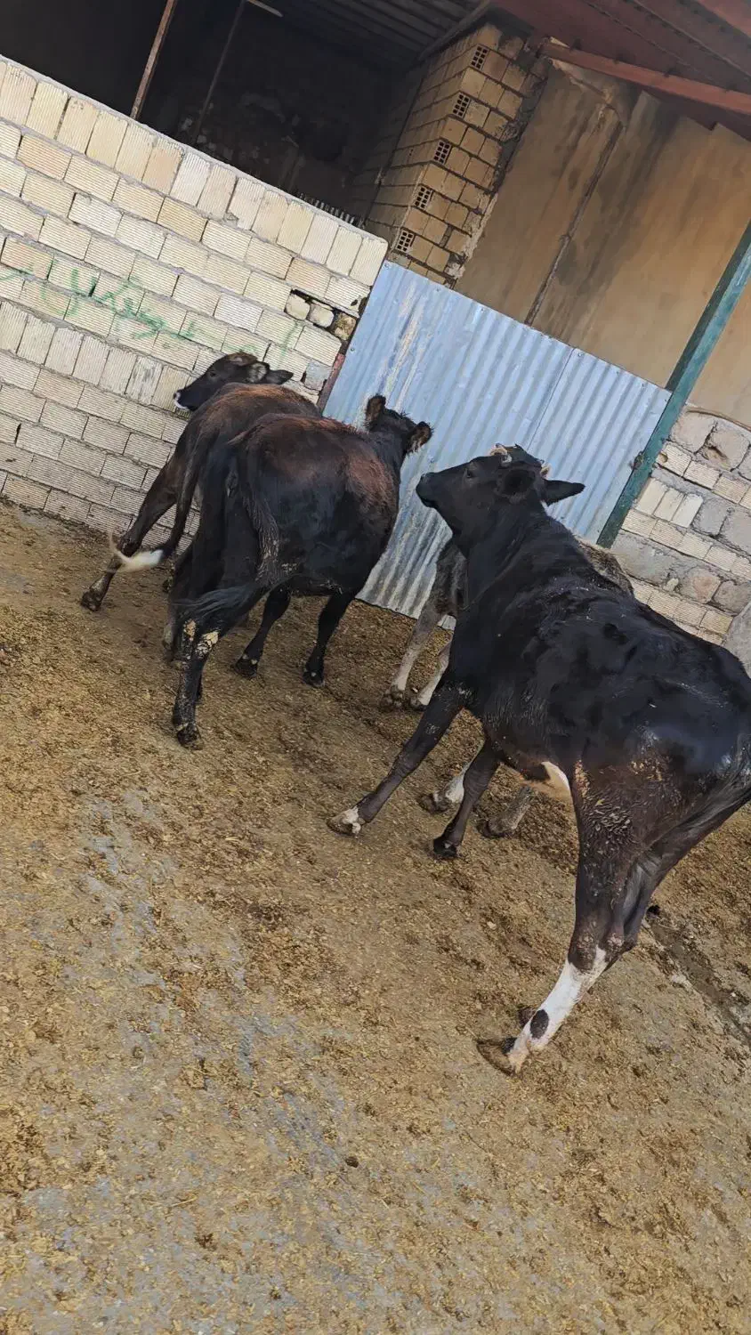 گوساله ماده چاق کشتاری|حیوانات مزرعه|کوهدشت, |دیوار