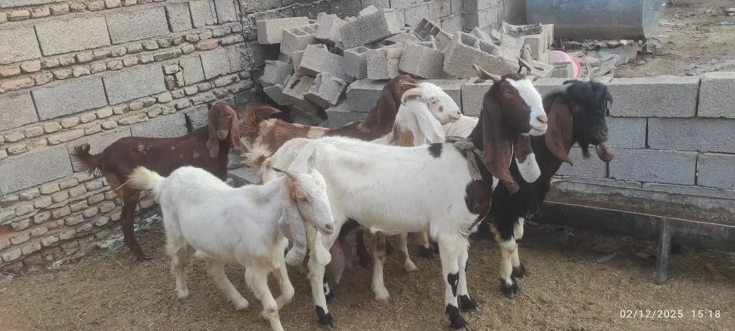 بز‌داشتی|حیوانات مزرعه|انبارآلوم, |دیوار