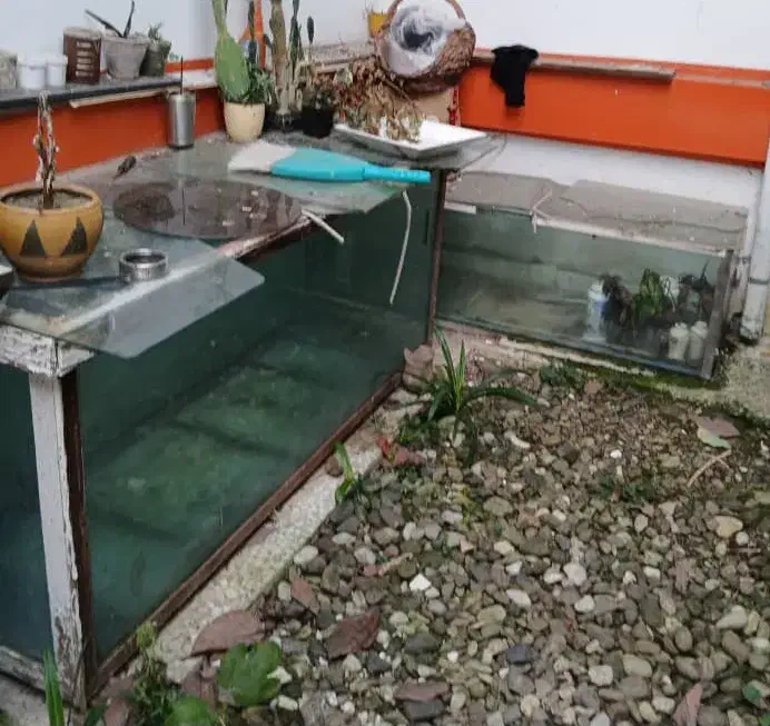 ۲ عدد آکواریوم 10 میل بزرگ|ماهی|رضوانشهر, |دیوار