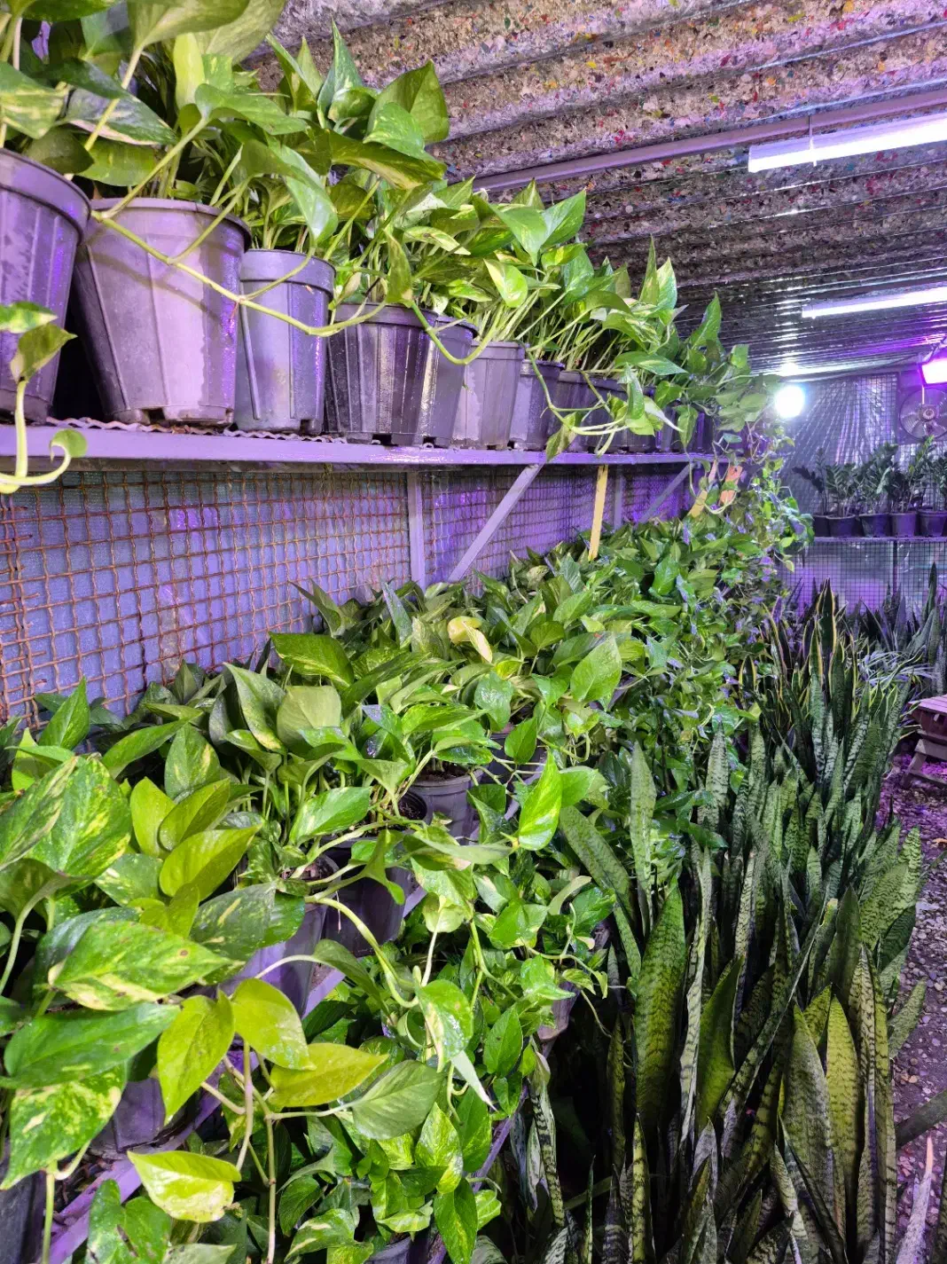 پتوس ۱۳۰ هزار / اهواز|گل و گیاه طبیعی|اهواز, پادادشهر|دیوار