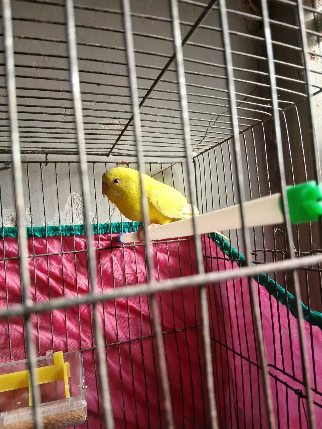 جفت مرغ عشق|پرنده|خرمشهر, |دیوار