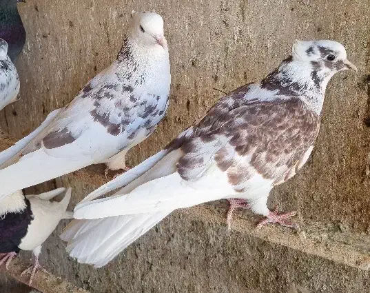 چندتا جوجه گرفتنی و ی جفت نرو ماده حسابی|پرنده|قم, آزادگان|دیوار