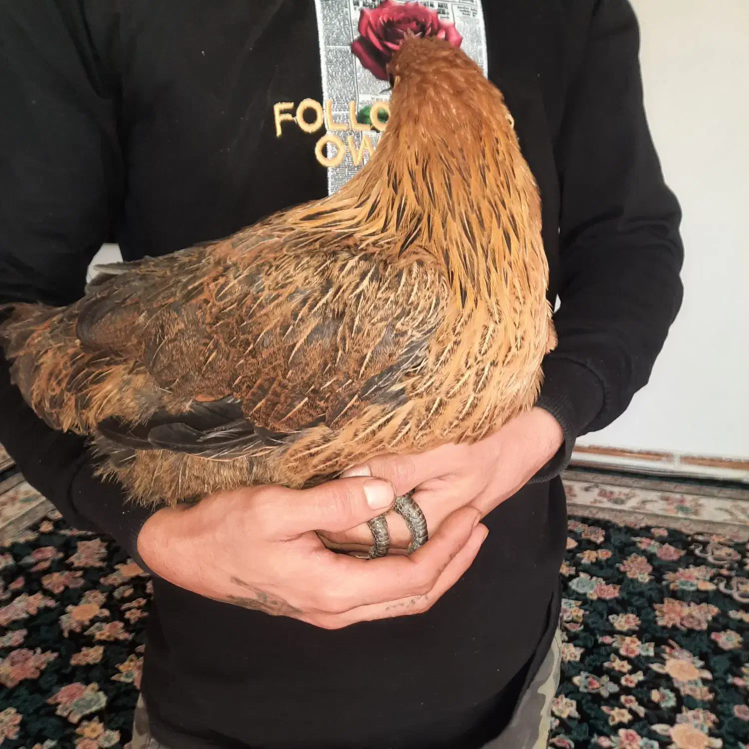 مرغ خروس|حیوانات مزرعه|کرج, آق تپه|دیوار