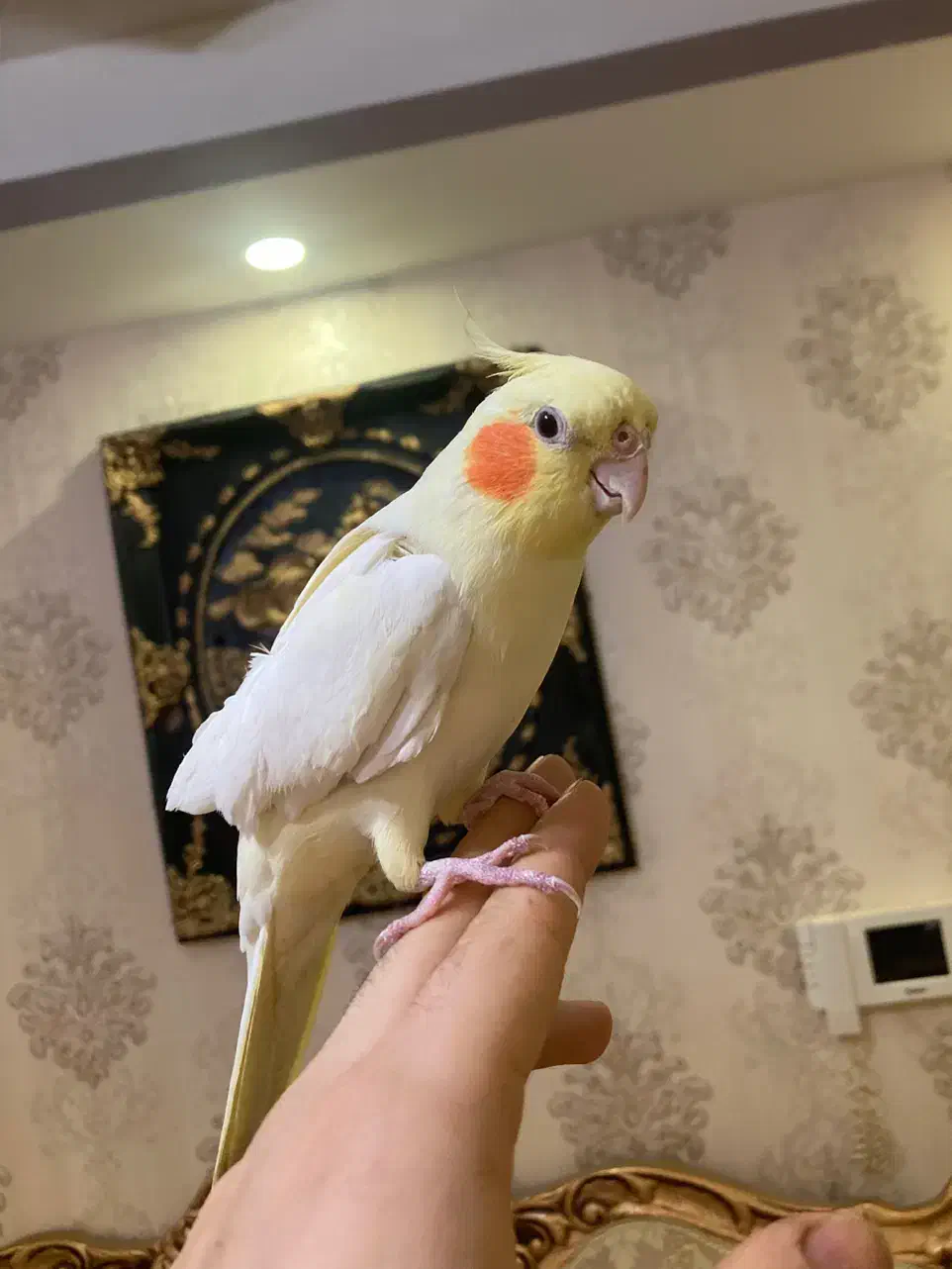 عروس هلندی مولد و بالغ و جوجه(گیرینچیک-ملنگو-راهب)|پرنده|رشت, یخسازی|دیوار